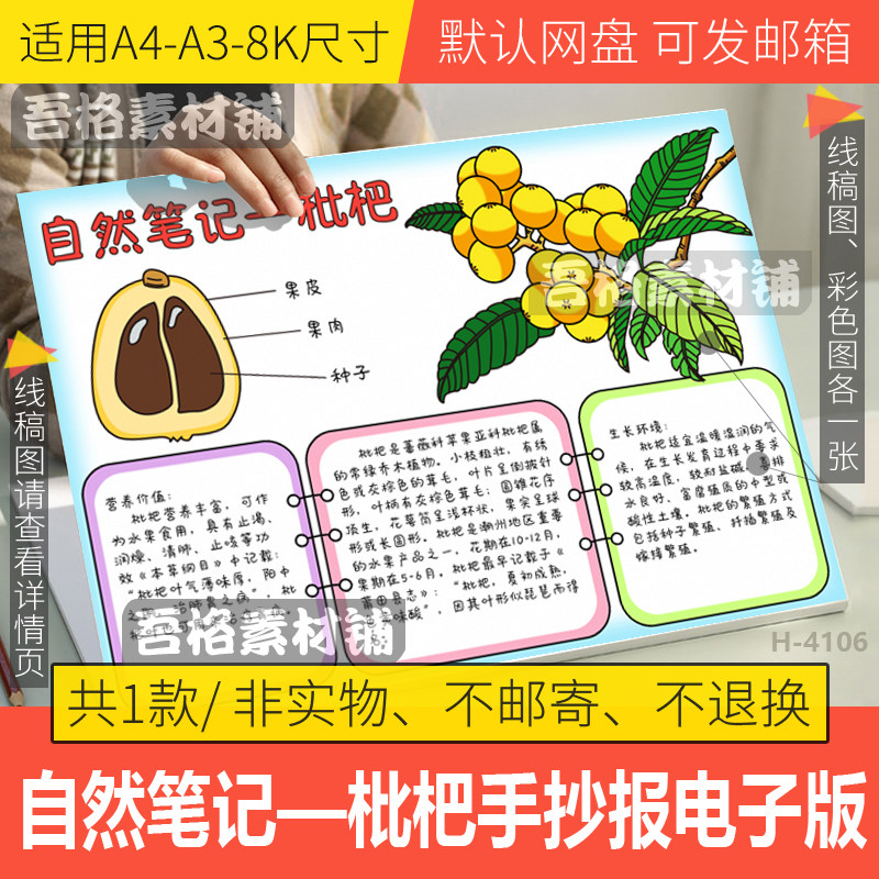 自然笔记枇杷手抄报模版电子版植物生长日记记录手抄报黑白线描稿
