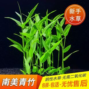 南美青竹水草活体淡水植物日本水竹玉竹鱼缸造景中后景懒人有茎类