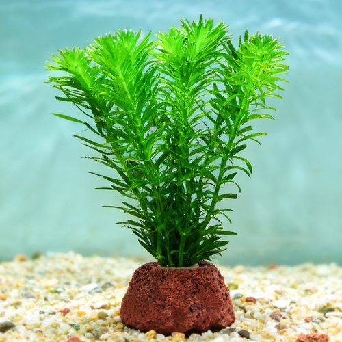 蜈蚣草水草，懒人新手水草，限时特价