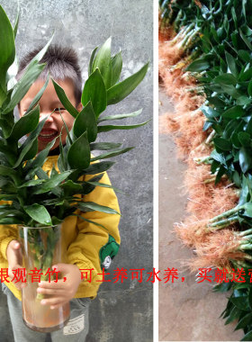 带根观音竹莲花竹室内客厅土培