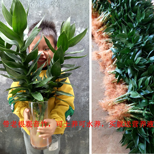 带根观音竹莲花竹室内客厅土培