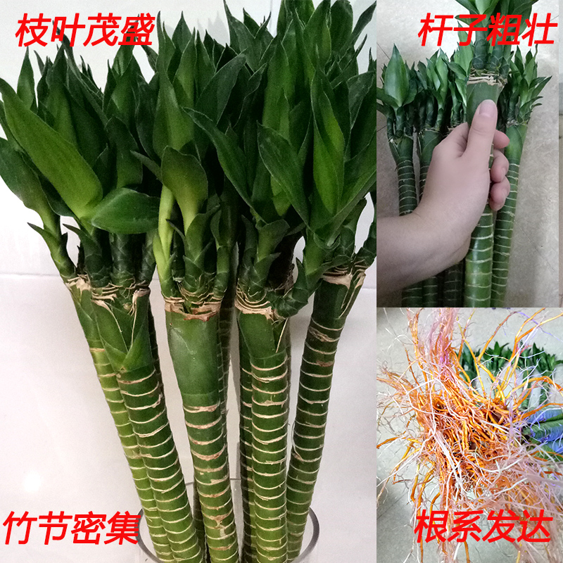 转运竹带根客厅室内水养植物盆栽