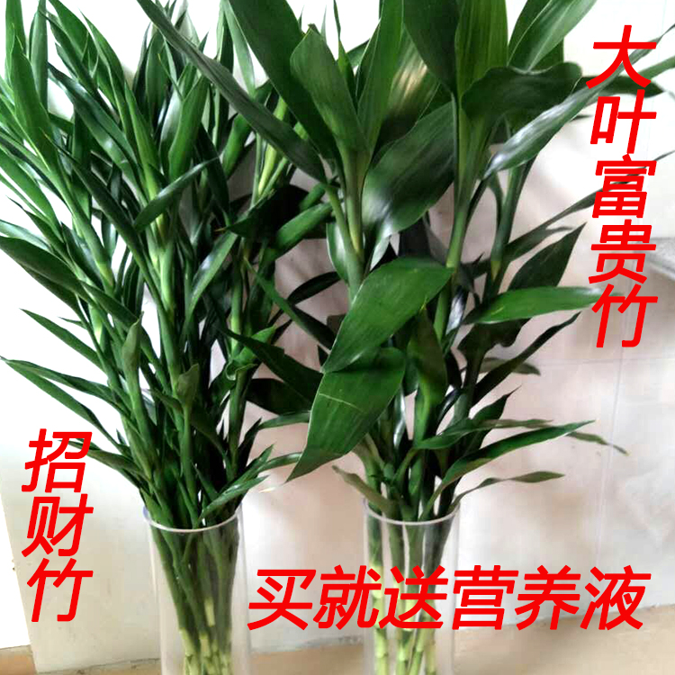 带根富贵竹招财竹龙竹转运竹盆栽