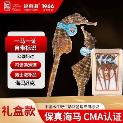 福东海海马煲汤药材正品泡酒