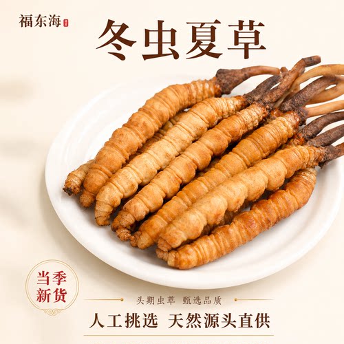 东海冬虫夏草新鲜干货50根