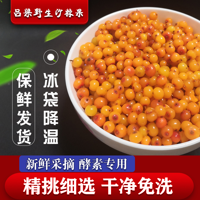 2022精品野生新鲜沙棘果2斤包邮沙刺鲜果正品纯天然酵素榨汁100