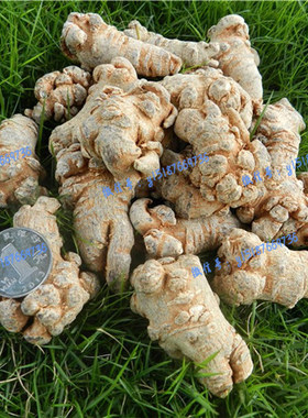 云南特别水洗促销包邮500g