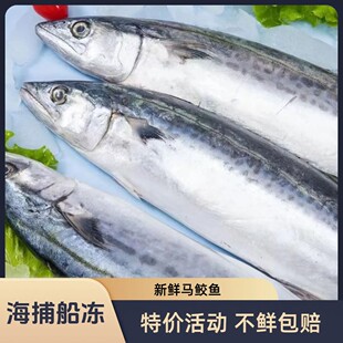 马鲛鱼新鲜速冻一整箱鲅鱼特大冷冻新鲜马鲛鱼海鲜水产