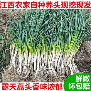 5斤江西余干农家自种露天荞头新鲜藠头教头香味浓郁时令蔬菜现挖