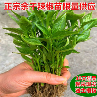 20棵正宗原产地余干丰收辣椒苗枫树土辣椒青椒秧苗老品种现挖现发