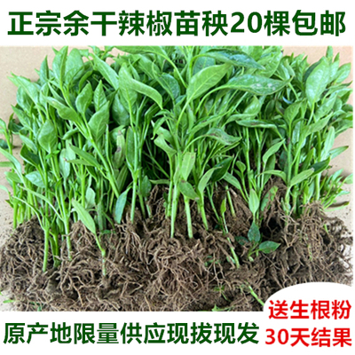 江西正宗余干丰收枫树辣椒苗现挖