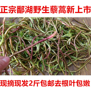 2斤江西特产正宗鄱湖野生红梗藜蒿去叶芦蒿黎蒿泥蒿野菜新鲜现摘