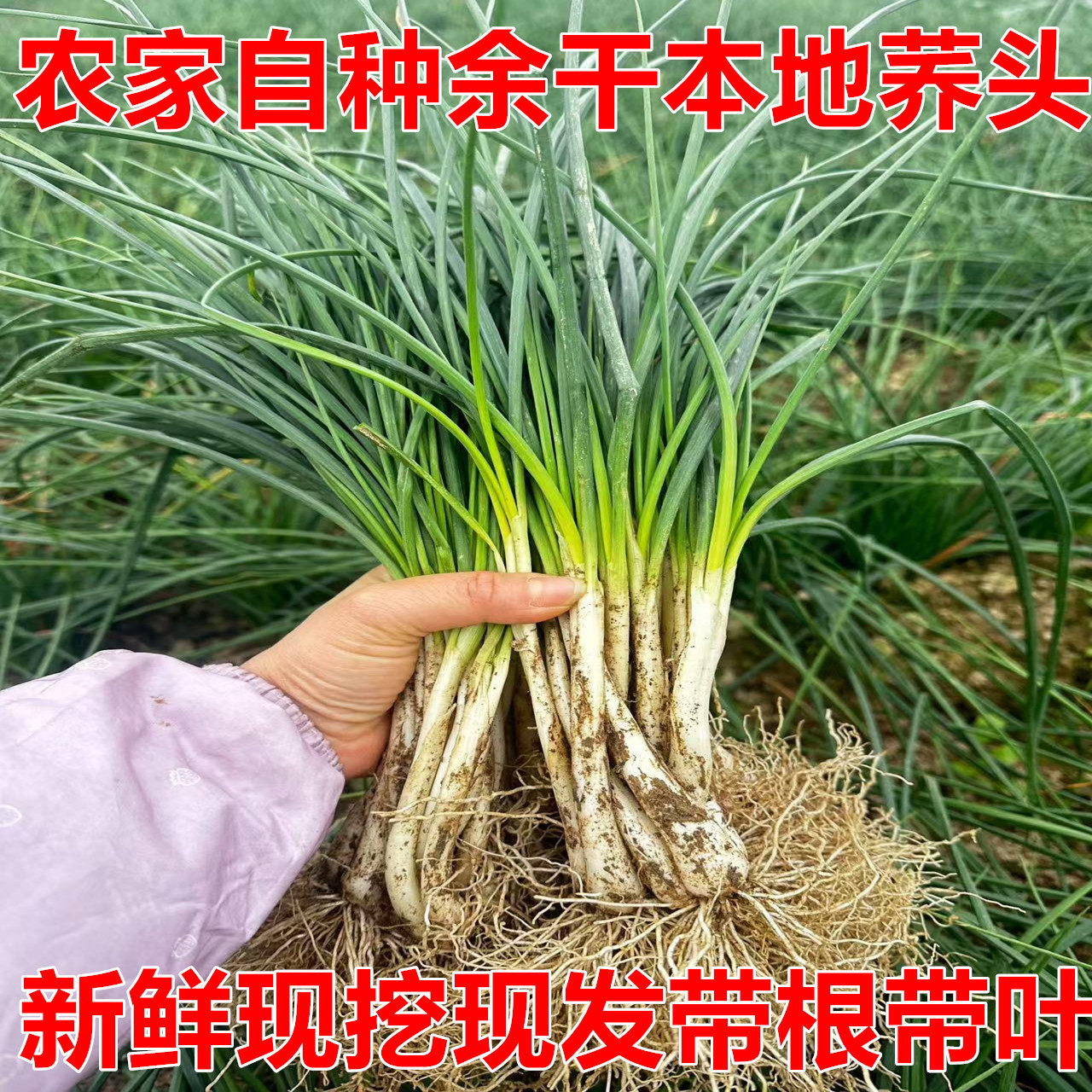 5斤江西特产余干农家自种新鲜荞头藠头教头香味浓郁当季蔬菜现挖