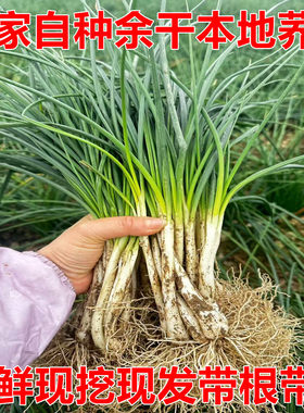 5斤新鲜荞头藠头江西余干现挖
