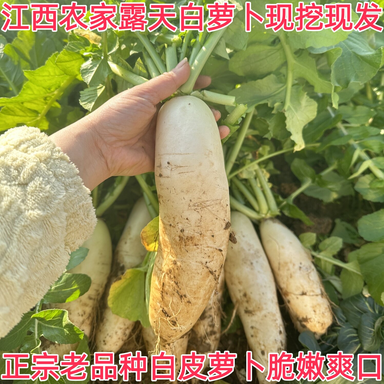 5斤江西农家现挖白萝卜当季