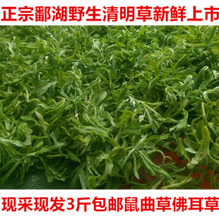 正宗鄱湖野生清明草新鲜草耳草清明菜棉菜佛耳草鼠曲草青团粑粑