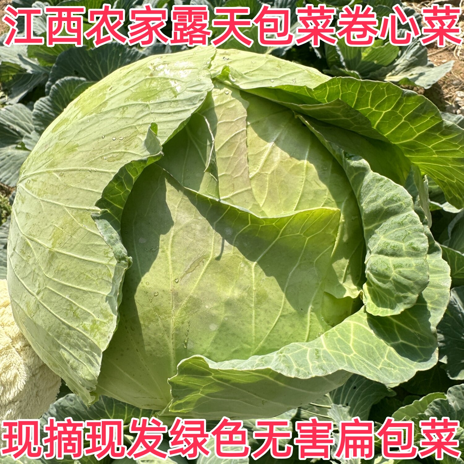 5斤江西农家露天现摘包心菜