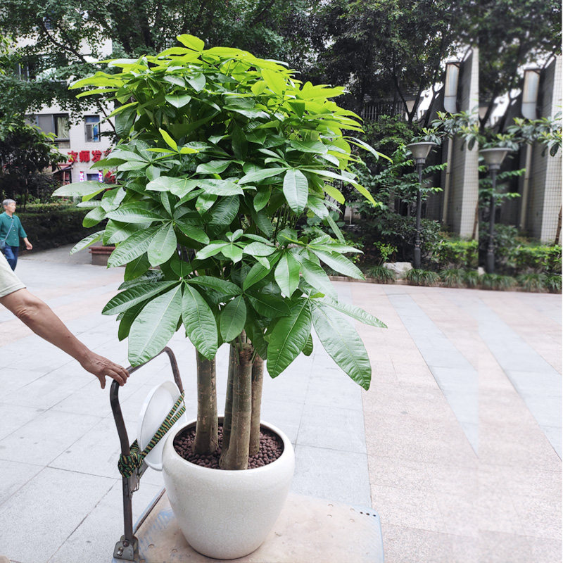 多头发财树翠柏园艺送礼乔迁