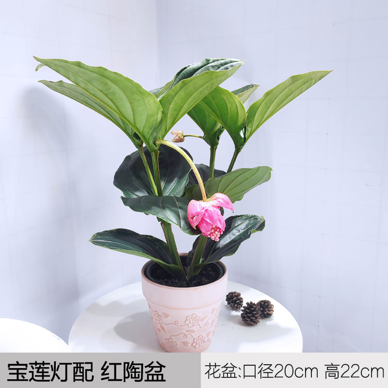 牡丹/高档花卉/宝莲灯/花园盆栽/庭院观花植物/室内外养护