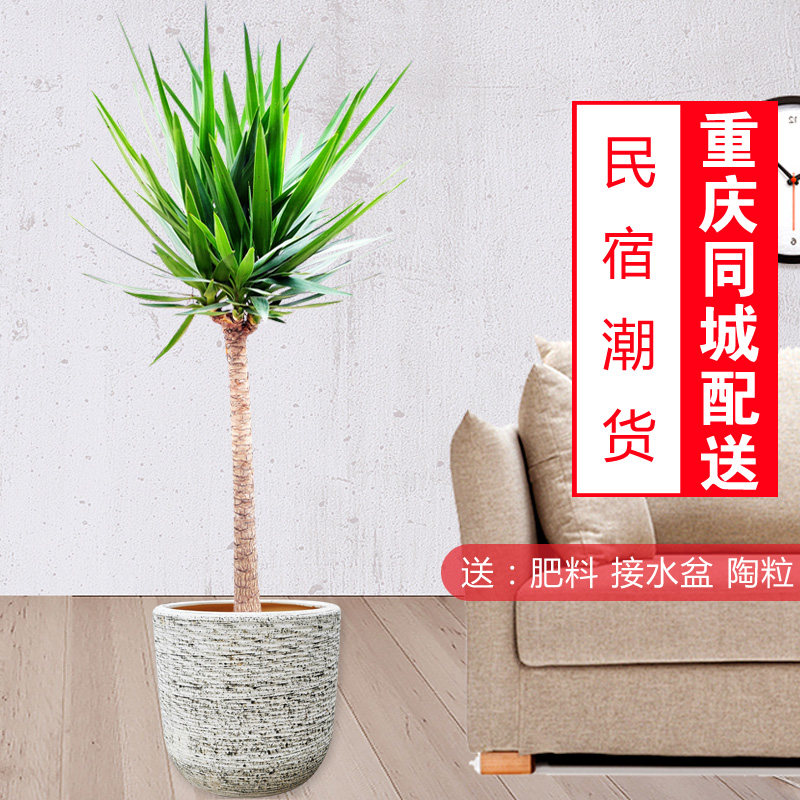 荷兰铁/巨丝兰/常绿观叶植物/庭院花卉/园艺园林景观绿植/重庆