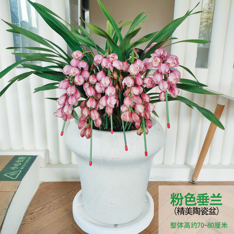 精品年宵花卉春节馈赠重庆蕙兰