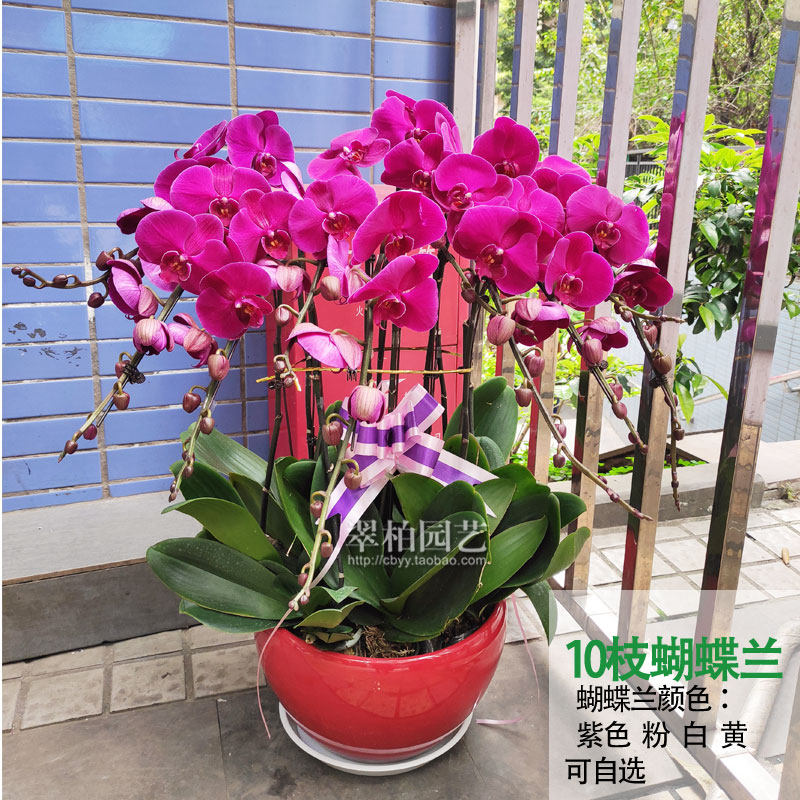 10株蝴蝶兰商务春节祝寿年宵花卉