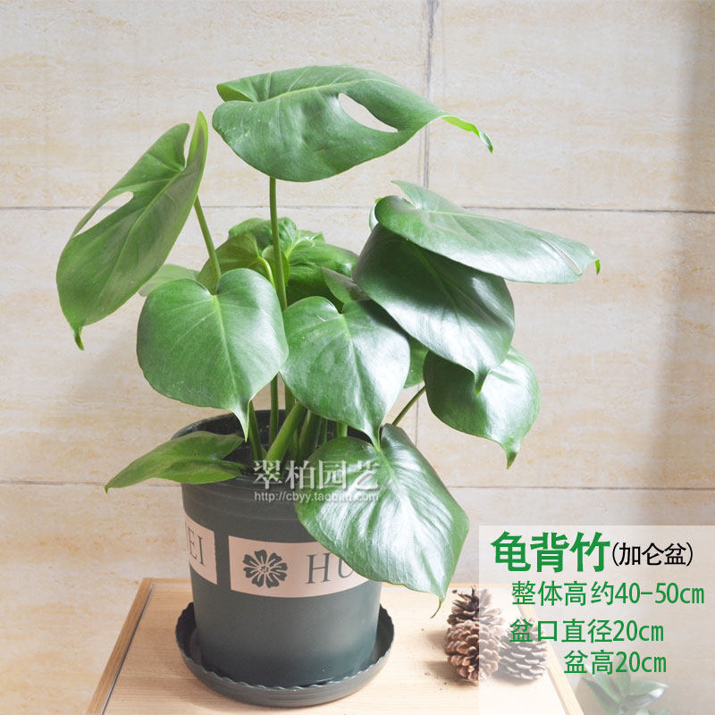 龟背竹/小型观叶植物/复古北欧风格/流行盆栽花卉/创意盆景