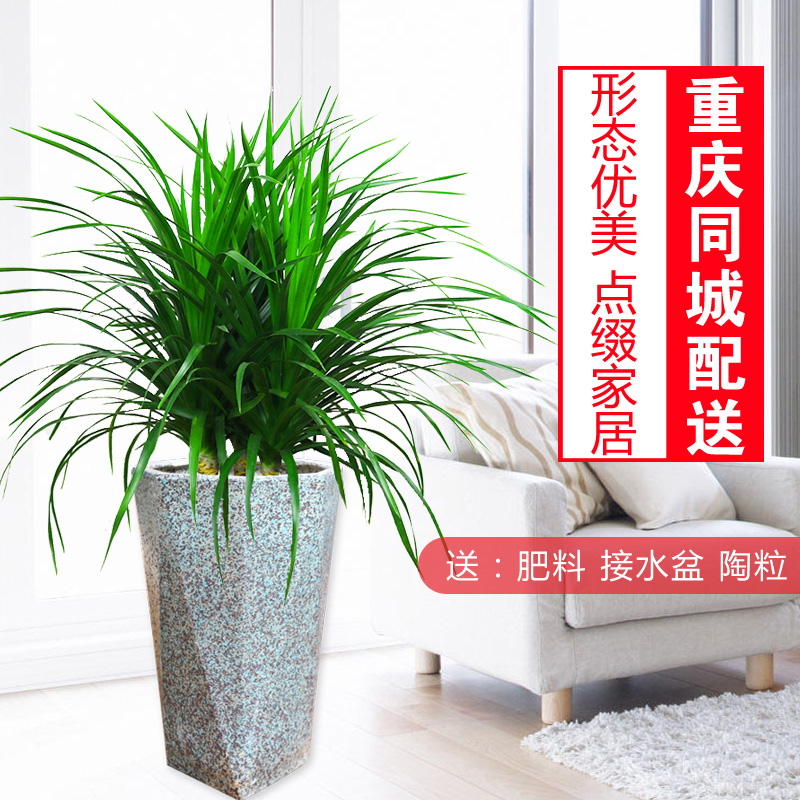 龙血树室内花卉盆栽四季常青植物