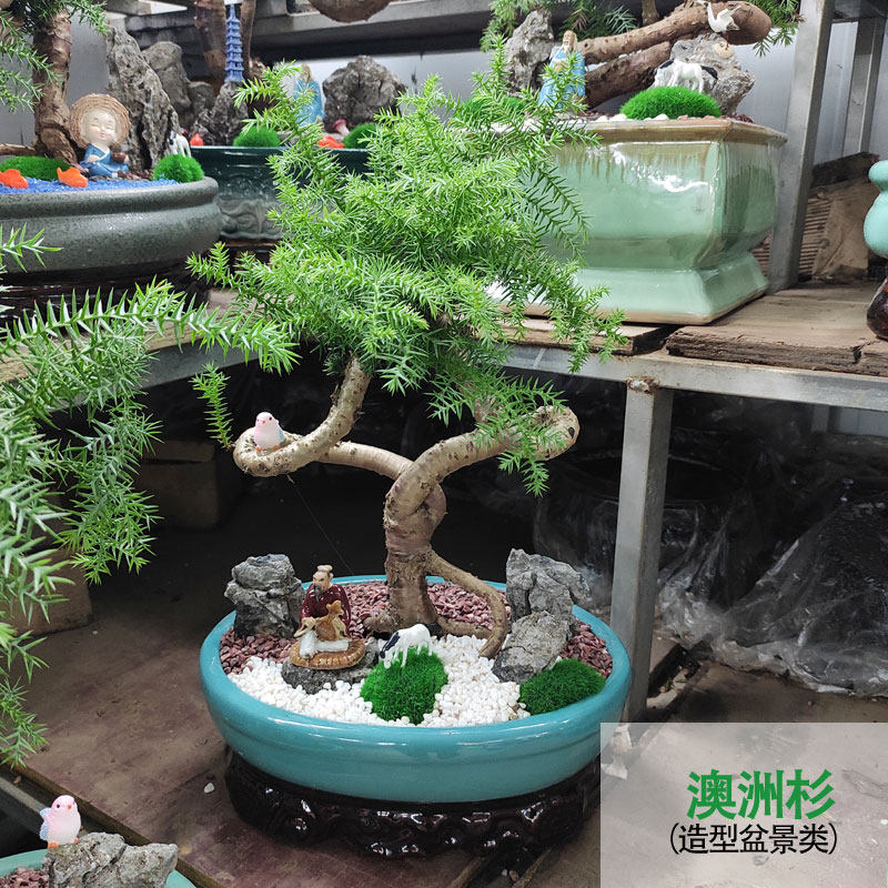 澳洲杉盆栽盆景室内客厅植物