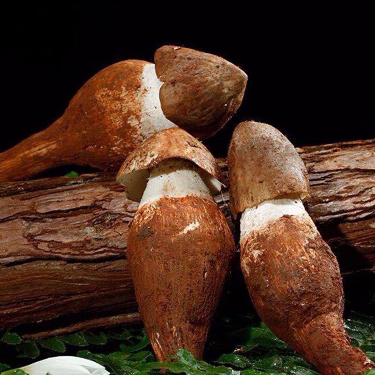 云南深山美味蘑菇 鸡枞菌 独鸡枞 火把鸡枞 炸油鸡枞 鲜香味美