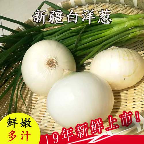 新疆牙子白洋葱凉拌菜生吃5斤