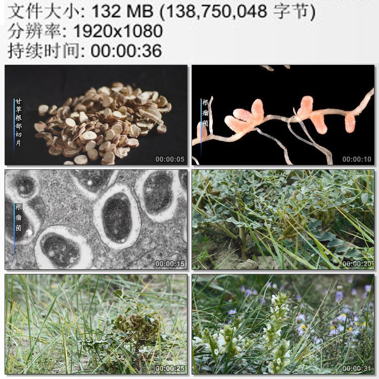 甘草根部切片中草药 根瘤菌特写 西北干旱山区山坡 实拍视频素材