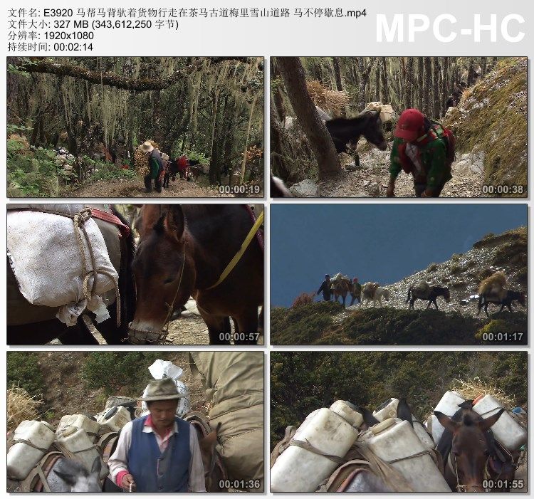 马帮马背驮着货物行走在茶马古道梅里雪山马不停歇息实拍视频素材