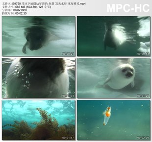 浮冰下拍摄幼年海豹视频 鱼群 发光水母 冰海精灵 实拍视频素材