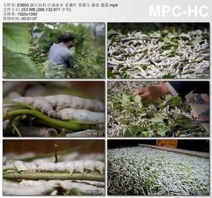 浙江农村江南水乡采桑叶 养蚕人 蚕农 蚕茧 高清视频素材