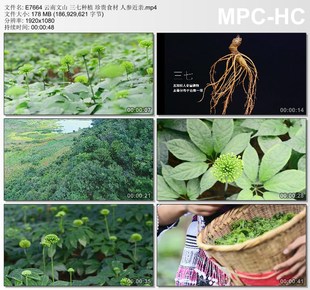 云南文山 三七种植 珍贵食材 人参近亲 高清实拍视频素材