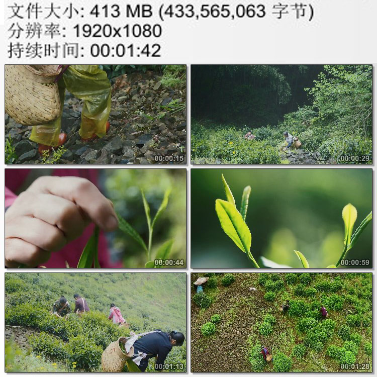 安徽黄山猴坑村视频太平猴魁茶园艰险山路采茶老人实拍视频素材