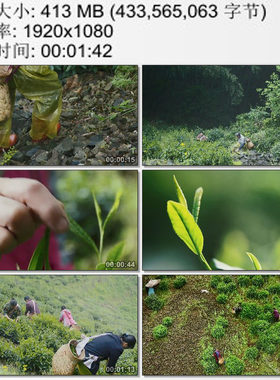 安徽黄山猴坑村视频 太平猴魁茶园艰险山路采茶老人 实拍视频素材