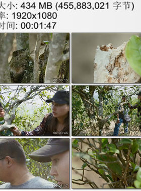 云南古茶树被砍伐树枝的矮化茶树 茶叶经销商实地考 实拍视频素材