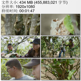 云南古茶树被砍伐树枝的矮化茶树 茶叶经销商实地考 实拍视频素材