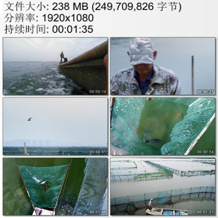 江苏阳澄湖 湖中围网养殖半野生鳜鱼 渔民捕捞鱼虾 高清实拍视频