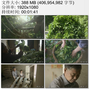 蚕农采桑叶 种桑养蚕 蚕丝加工 蚕宝宝特写 高清实拍视频素材