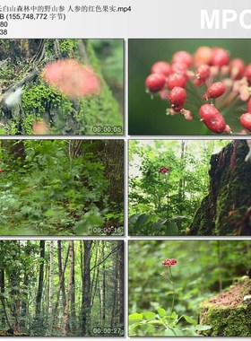 长白山森林中的野山参 人参的红色果实 高清实拍视频素材