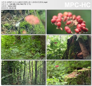 红色果实 人参 高清实拍视频素材 野山参 长白山森林中