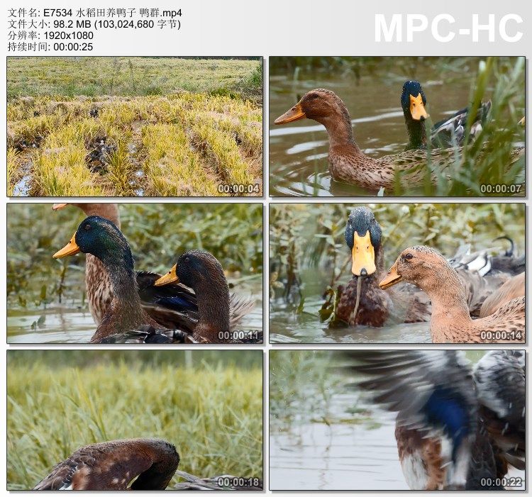 水稻田养鸭子 鸭群 实拍动态视频素材