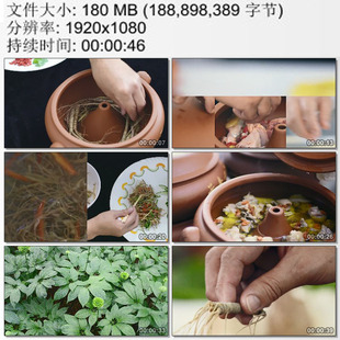 珍贵食材三七 厨师用三七和山鸡炖汤 三七种植 实拍视频素材