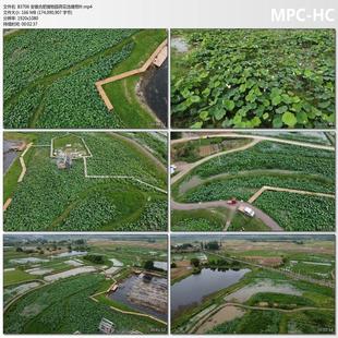 安徽合肥植物园荷花池塘荷叶 高清实拍短视频剪辑素材