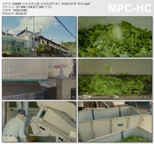 日本名茶玉露自动化茶叶加工机械化制茶 茶农 高清实拍视频素材