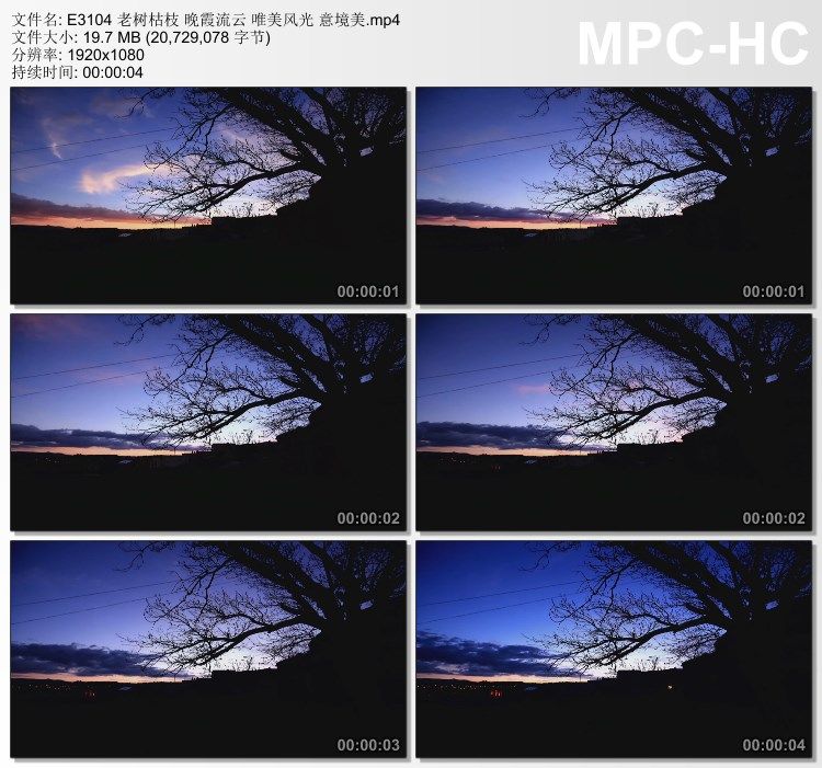 老树枯枝 晚霞流云 唯美风光 意境美 实拍视频素材