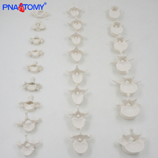 1:1散骨椎体脊柱模型人体脊椎胸椎医用正骨成人腰椎椎骨颈椎教学